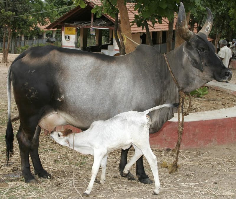 cattle_colustrumFeeding_2